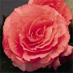 Afbeelding Begonia tuberhybrida Nonstop Rose